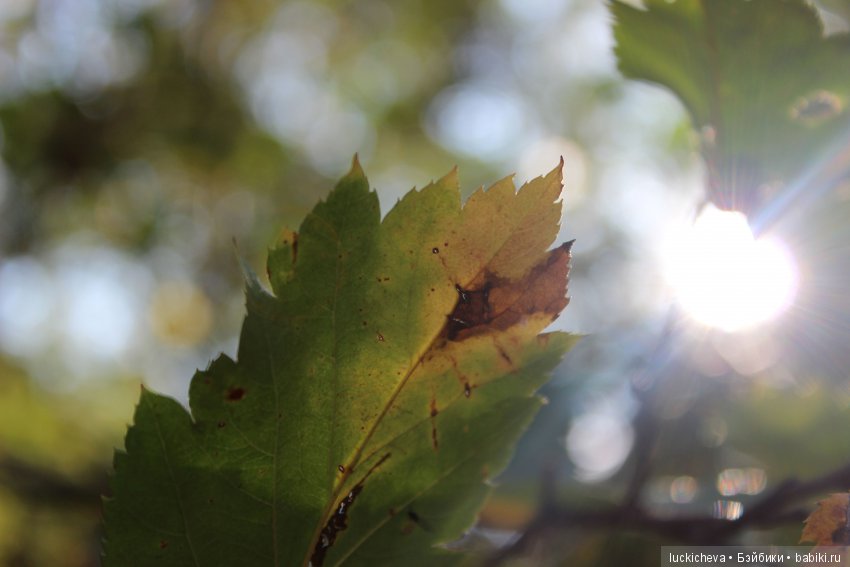 Файлин и её Светлая Осень