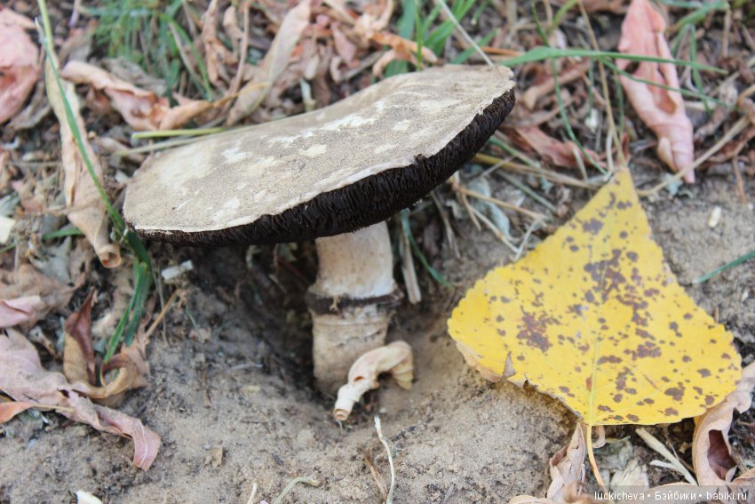 Файлин и её Светлая Осень