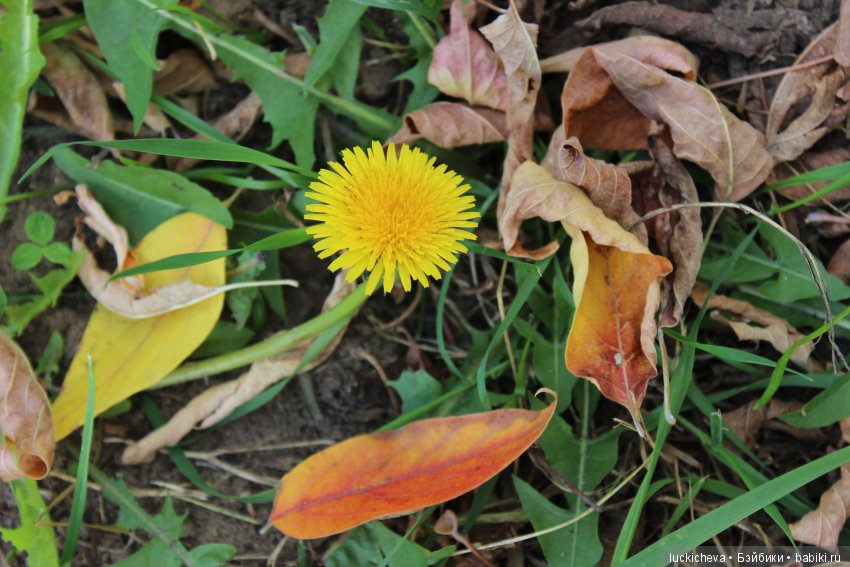 Файлин и её Светлая Осень