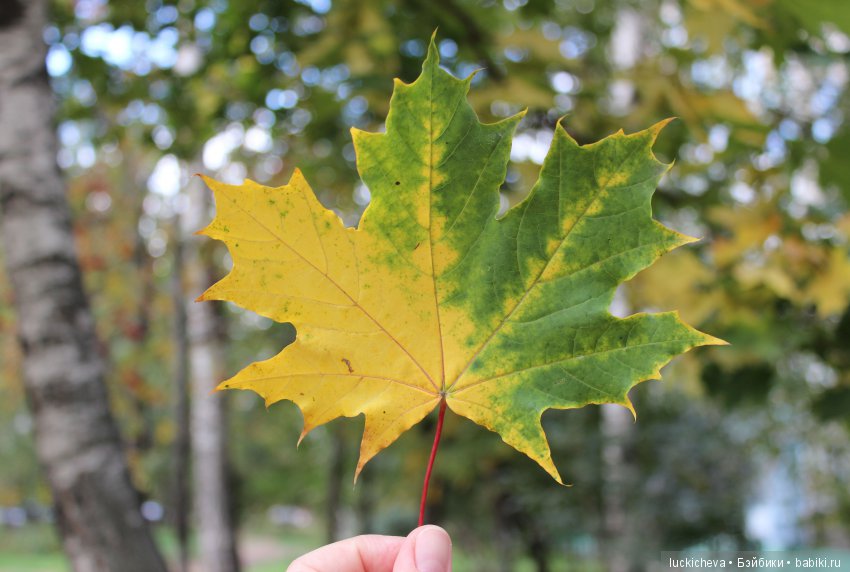 Файлин и её Светлая Осень (фото 5)