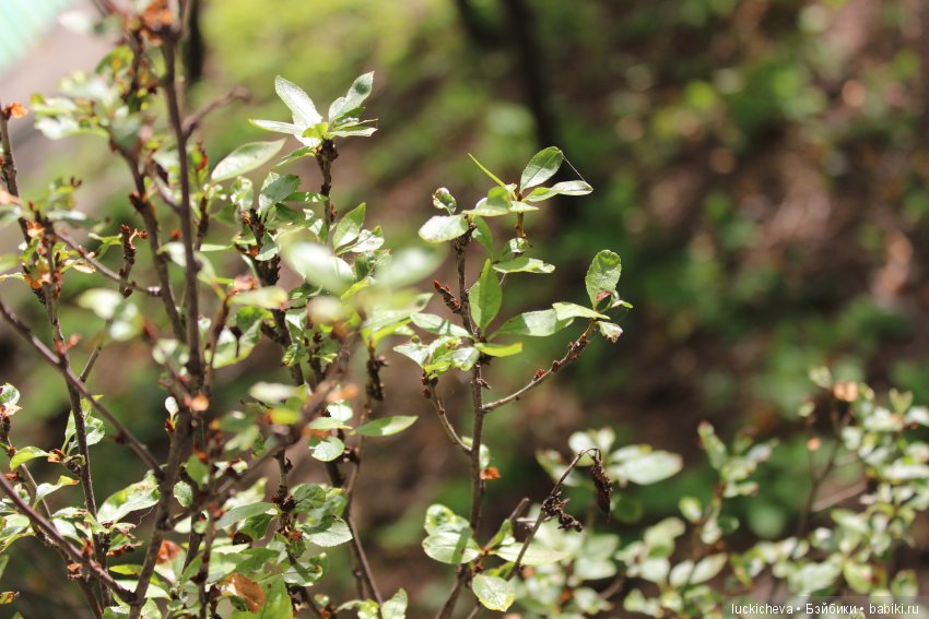 Файлин и её Светлая Осень