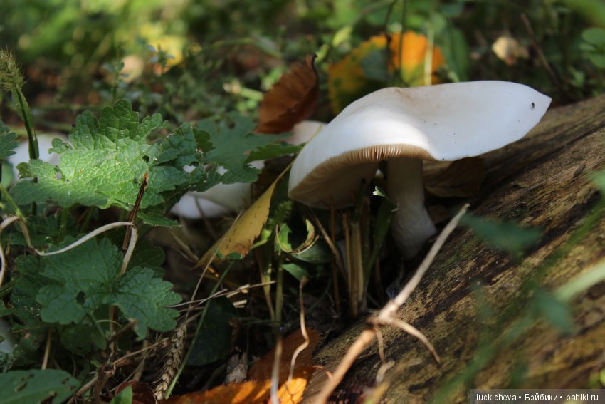 Файлин и её Светлая Осень