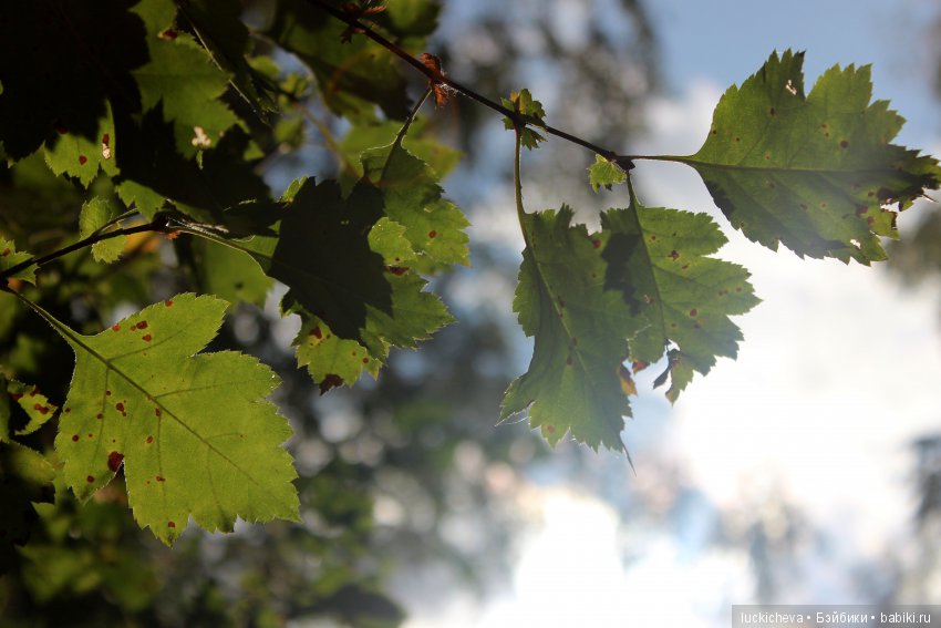 Файлин и её Светлая Осень