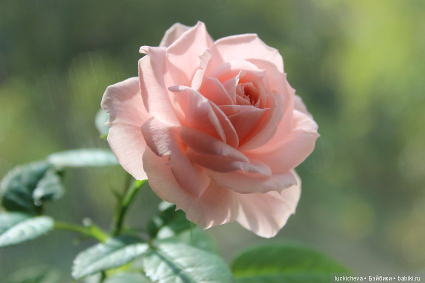 Файлин и Роза для Принцессы (фото 10)