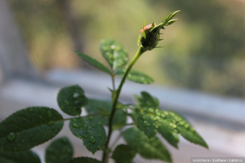 Файлин и Роза для Принцессы (фото 5)