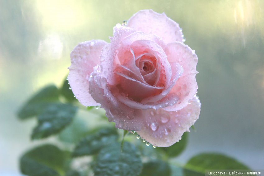 Файлин и Роза для Принцессы (фото 8)