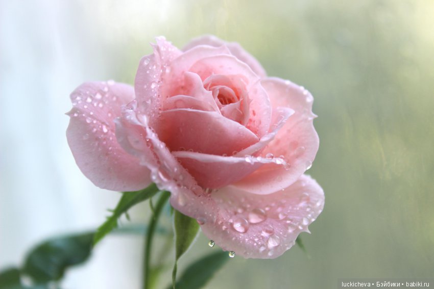 Файлин и Роза для Принцессы (фото 9)