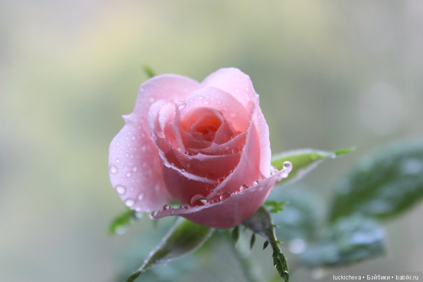 Файлин и Роза для Принцессы (фото 7)