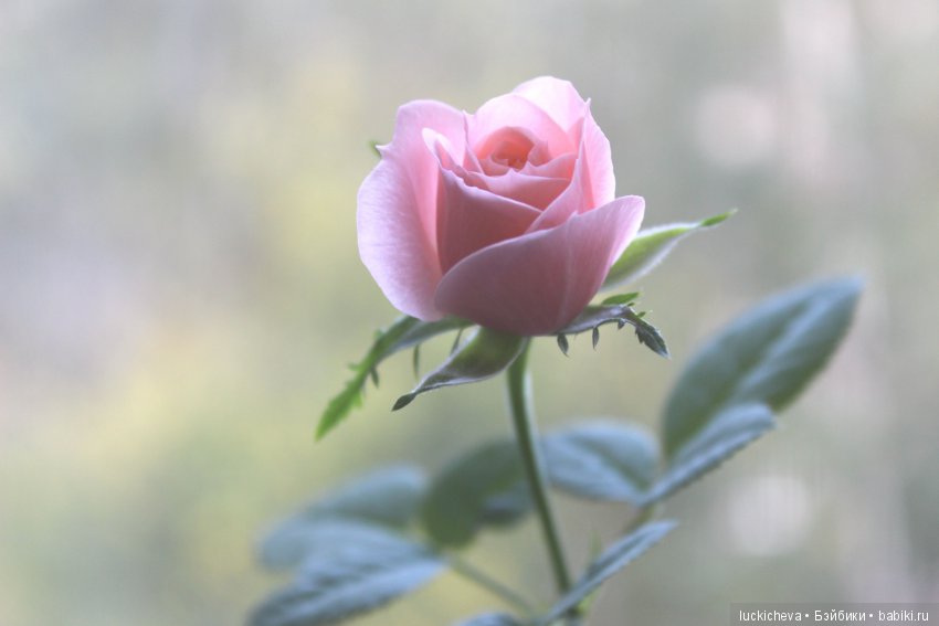 Файлин и Роза для Принцессы (фото 6)