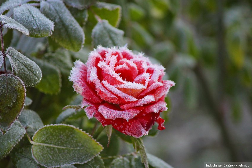 Файлин и Цветы в Снегу — Гибридизация кукол BJD (БЖД): пересадка головы (фото 7)