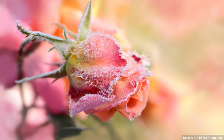 Файлин и Цветы в Снегу — Гибридизация кукол BJD (БЖД): пересадка головы (фото 8)