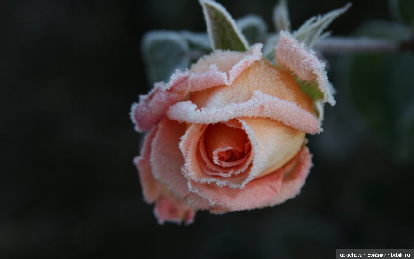 Файлин и Цветы в Снегу — Гибридизация кукол BJD (БЖД): пересадка головы (фото 9)