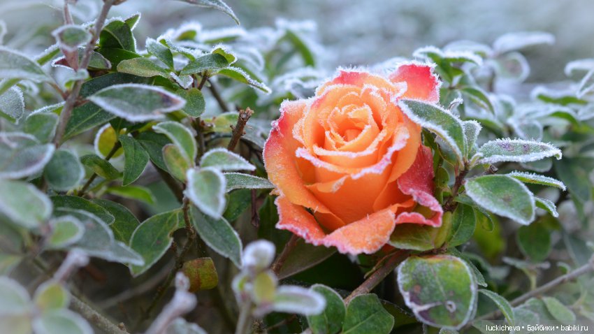 Файлин и Цветы в Снегу — Гибридизация кукол BJD (БЖД): пересадка головы (фото 6)