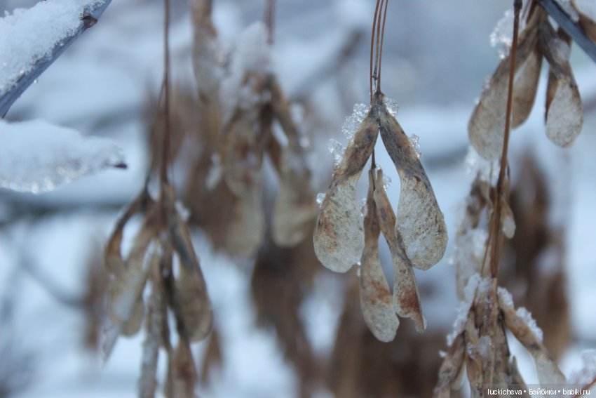 Файлин и Дыхание Зимы — Гибридизация кукол BJD (БЖД): пересадка головы (фото 9)