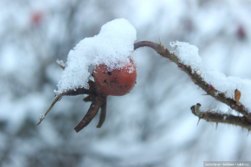 Файлин и Дыхание Зимы — Гибридизация кукол BJD (БЖД): пересадка головы