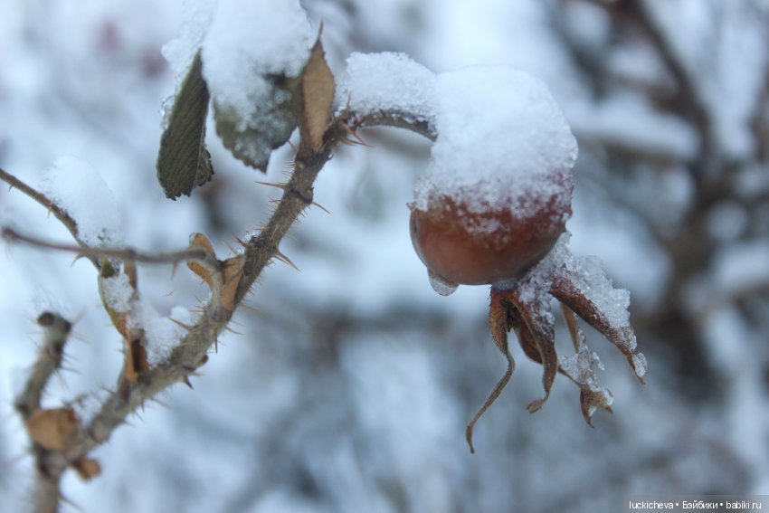 Файлин и Дыхание Зимы — Гибридизация кукол BJD (БЖД): пересадка головы