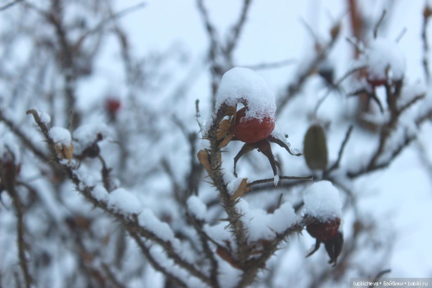 Файлин и Дыхание Зимы — Гибридизация кукол BJD (БЖД): пересадка головы