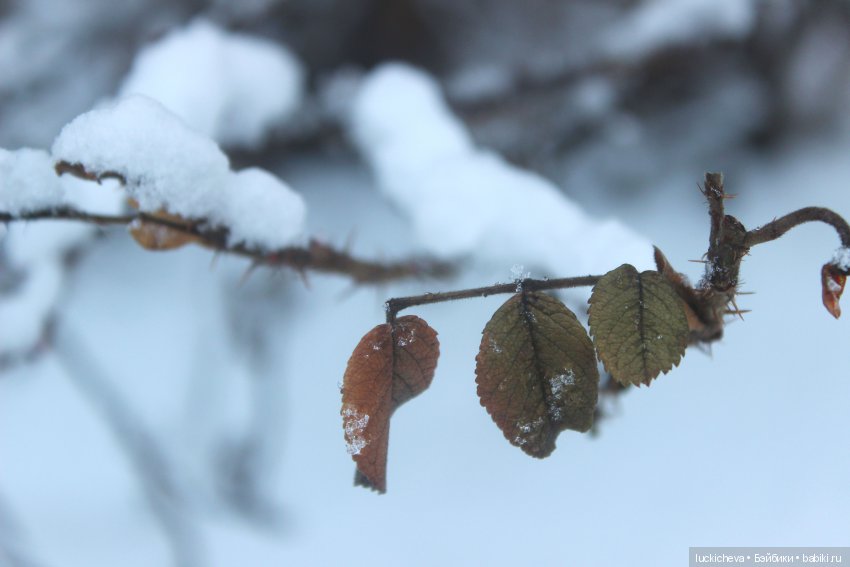 Файлин и Дыхание Зимы — Гибридизация кукол BJD (БЖД): пересадка головы