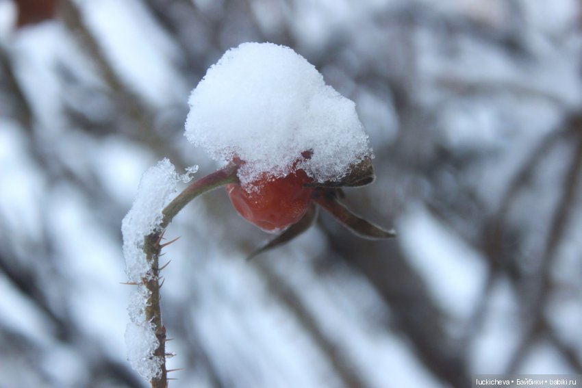 Файлин и Дыхание Зимы — Гибридизация кукол BJD (БЖД): пересадка головы