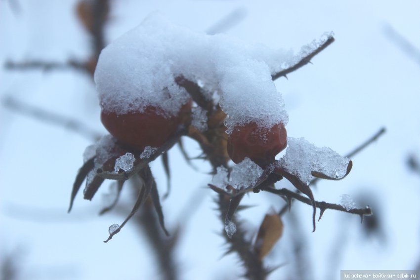 Файлин и Дыхание Зимы — Гибридизация кукол BJD (БЖД): пересадка головы