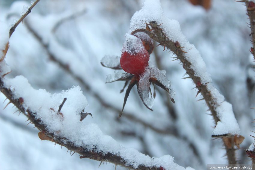 Файлин и Дыхание Зимы — Гибридизация кукол BJD (БЖД): пересадка головы