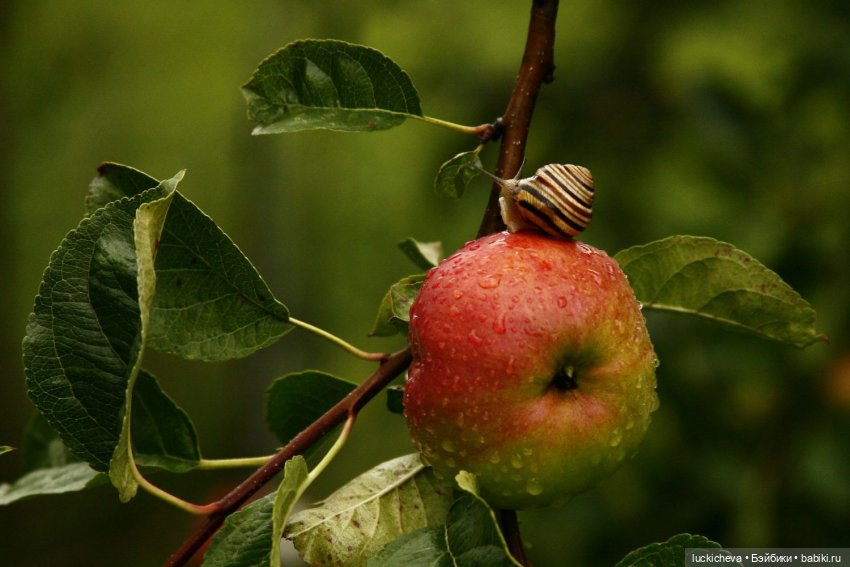 "Хрупкая жизнь", главы XI и XII | Бэйбики "Хрупкая жизнь", главы XI и XII (фото 3)