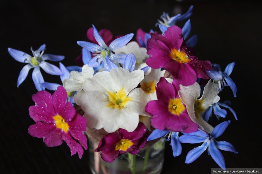 Файлин, весенний букет и печаль чародейки (фото 2)