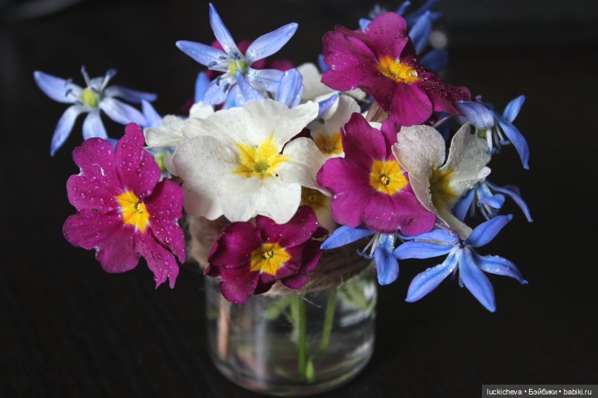 Файлин, весенний букет и печаль чародейки