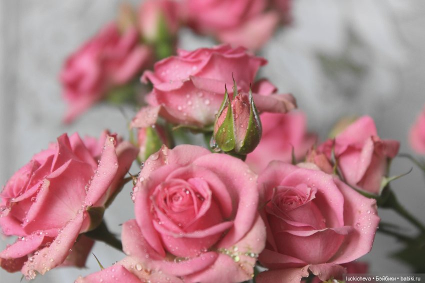 Файлин и Розовая Рапсодия (фото 3)