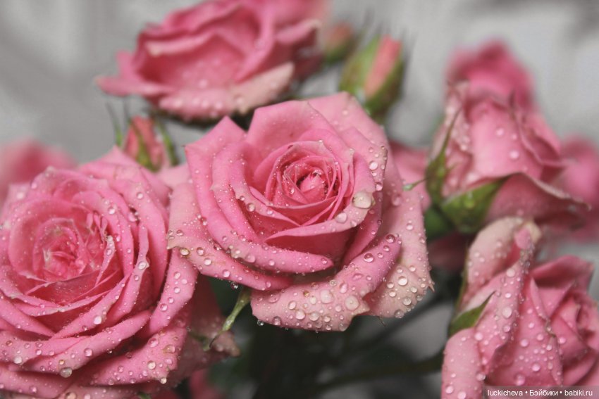 Файлин и Розовая Рапсодия (фото 5)