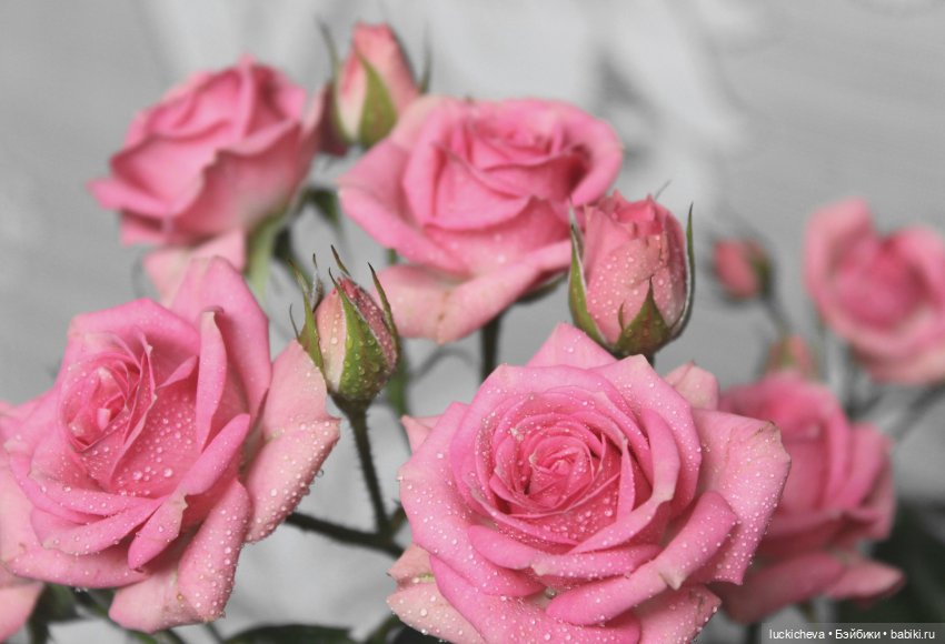 Файлин и Розовая Рапсодия (фото 6)