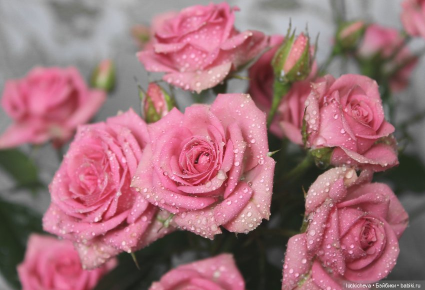 Файлин и Розовая Рапсодия