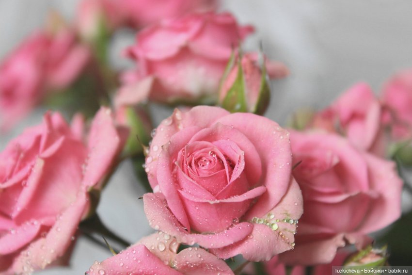 Файлин и Розовая Рапсодия (фото 2)