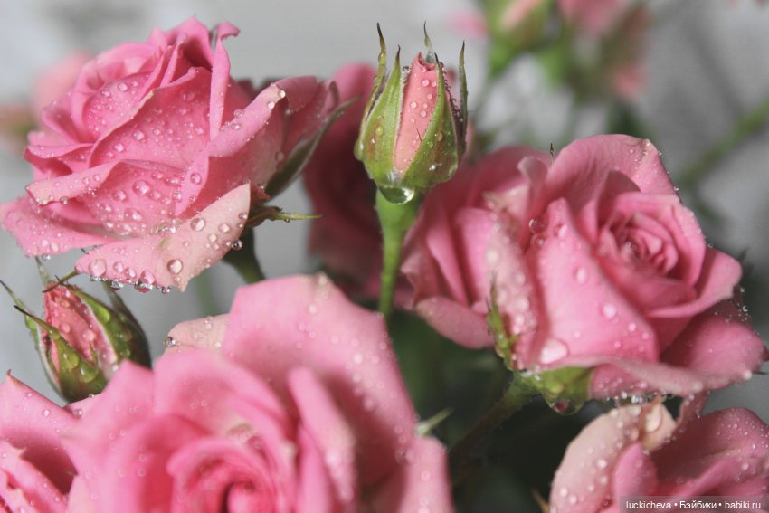 Файлин и Розовая Рапсодия (фото 4)