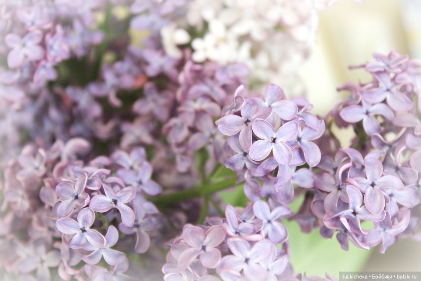 Файлин и Сиреневая Пора — Гибридизация кукол BJD (БЖД): пересадка головы (фото 8)