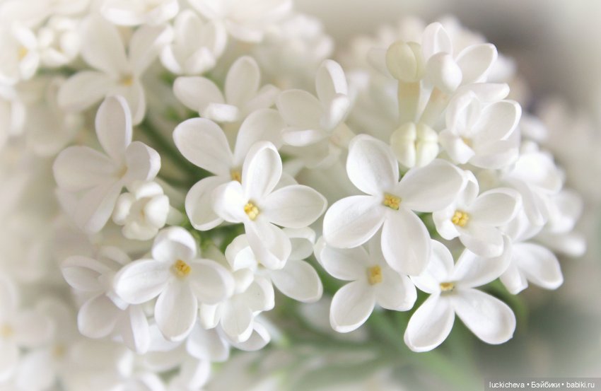 Файлин и Сиреневая Пора — Гибридизация кукол BJD (БЖД): пересадка головы (фото 6)