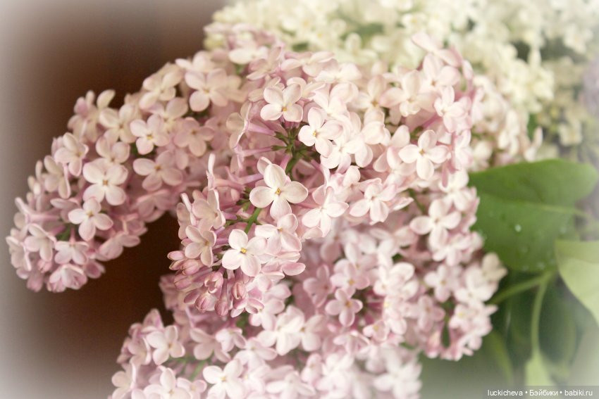 Файлин и Сиреневая Пора — Гибридизация кукол BJD (БЖД): пересадка головы (фото 5)