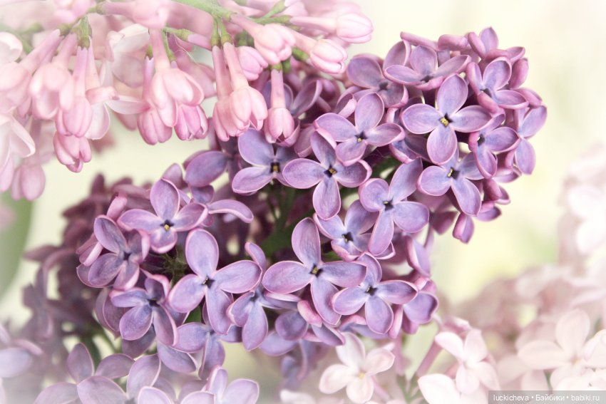 Файлин и Сиреневая Пора — Гибридизация кукол BJD (БЖД): пересадка головы (фото 7)