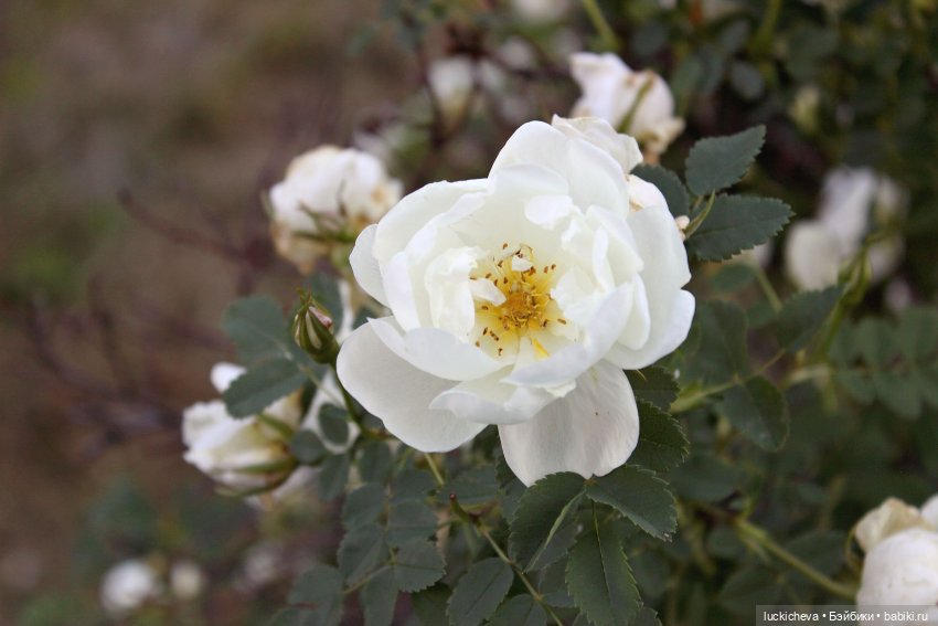 Файлин и Белый Сад — Гибридизация кукол BJD (БЖД): пересадка головы