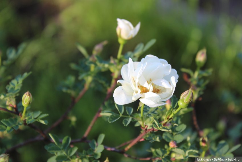 Файлин и Белый Сад — Гибридизация кукол BJD (БЖД): пересадка головы