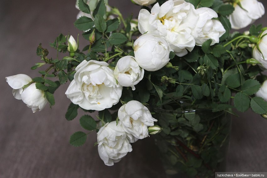 Файлин и Белый Сад — Гибридизация кукол BJD (БЖД): пересадка головы (фото 7)