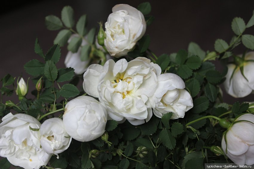 Файлин и Белый Сад — Гибридизация кукол BJD (БЖД): пересадка головы (фото 3)