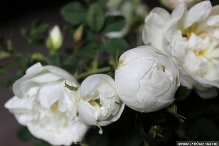 Файлин и Белый Сад — Гибридизация кукол BJD (БЖД): пересадка головы (фото 6)