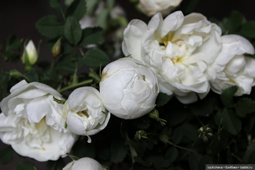 Файлин и Белый Сад — Гибридизация кукол BJD (БЖД): пересадка головы (фото 4)