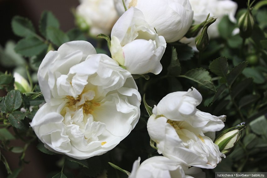 Файлин и Белый Сад — Гибридизация кукол BJD (БЖД): пересадка головы (фото 9)