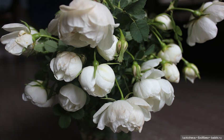 Файлин и Белый Сад — Гибридизация кукол BJD (БЖД): пересадка головы (фото 2)