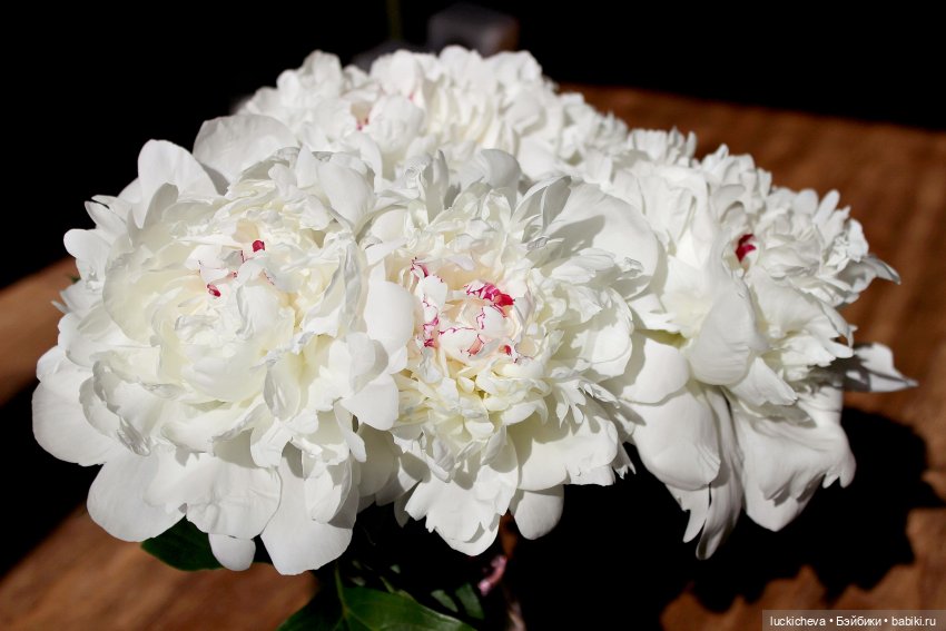 Файлин и солнечное утро с ароматом пионов. Сказка о Пиониве