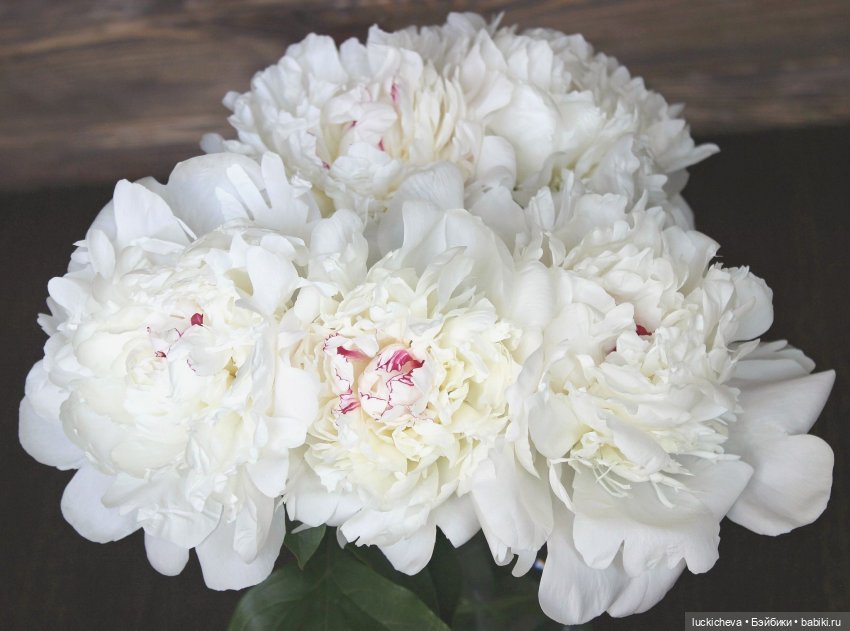 Файлин и солнечное утро с ароматом пионов. Сказка о Пиониве