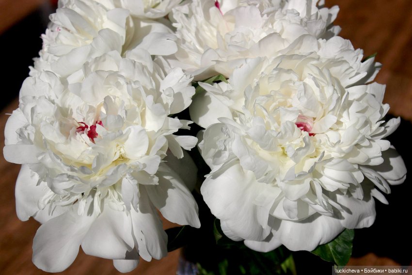 Файлин и солнечное утро с ароматом пионов. Сказка о Пиониве (фото 4)