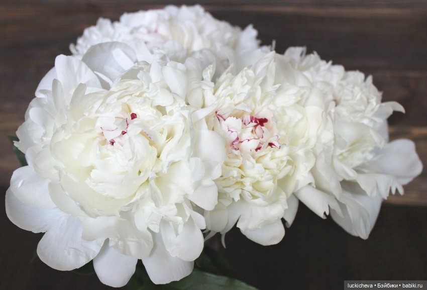 Файлин и солнечное утро с ароматом пионов. Сказка о Пиониве